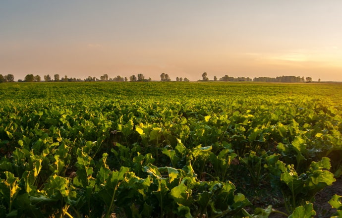 Sugar beet field at sunset