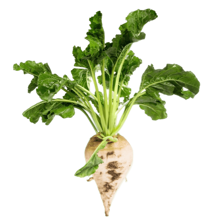 Cukrová řepa